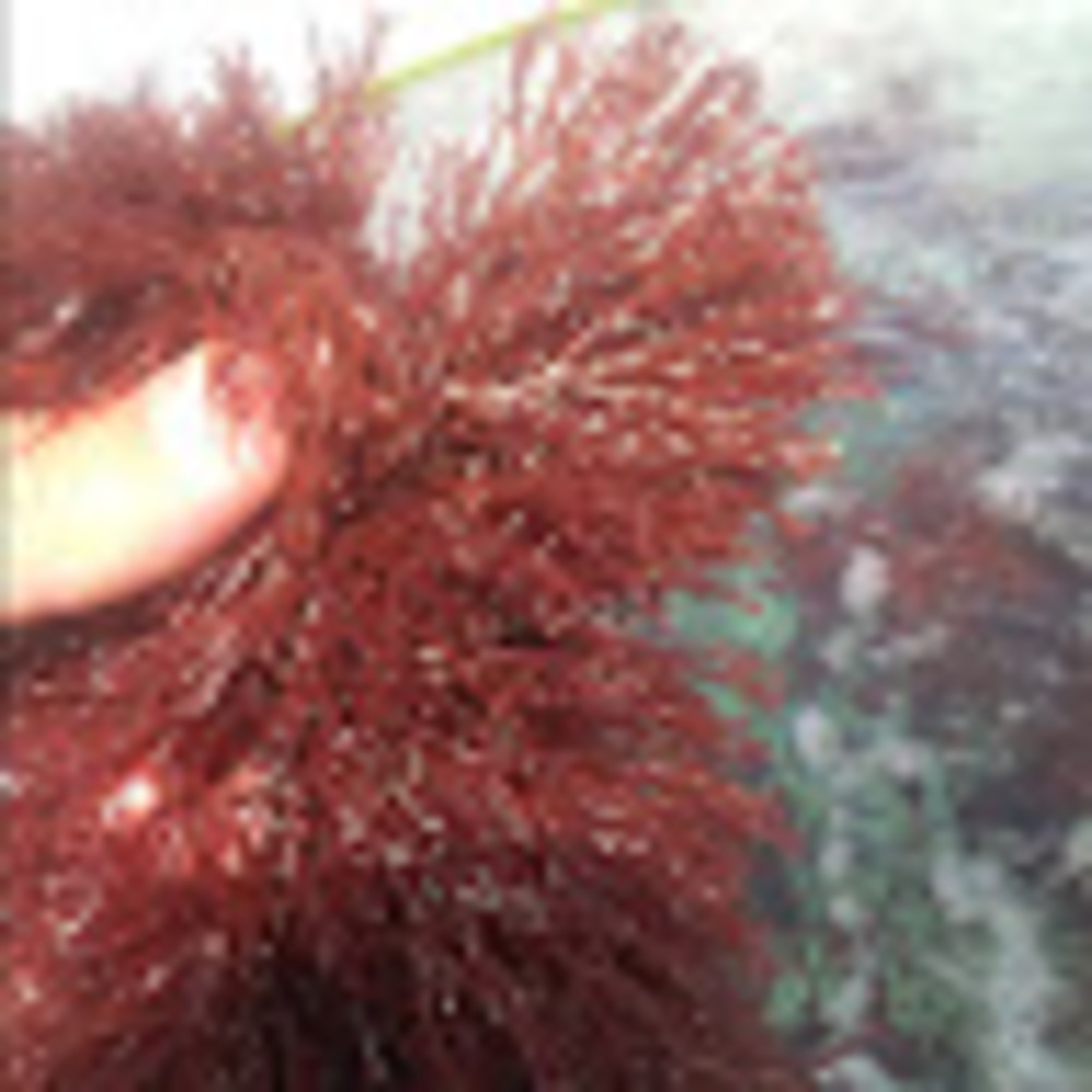 Meet your Posher, Torre